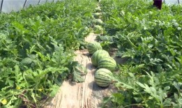 潮州网红吃瓜事件最新消息