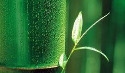 娱乐吃瓜酱竹子,娱乐吃瓜酱的幕后故事